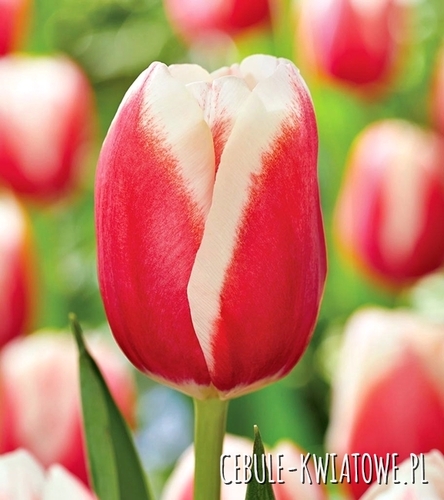 Tulipan Triumph Lech Wałęsa 5 szt.