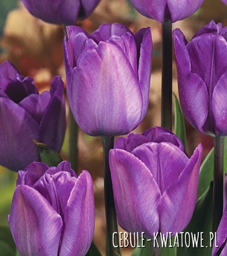 Tulipan Triumph Magic Lavender 5 szt.