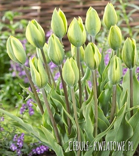 Tulipan Triumph Green King 5 szt.