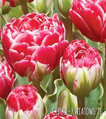 Tulipan Double Pełny Dazzling Sensation 3 szt.
