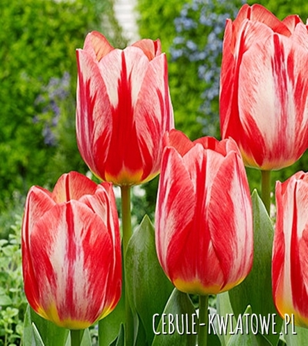 Tulipan Dwukolorowy Spryng Break 5 szt.