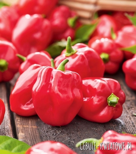 Papryka Habanero Red - ostra