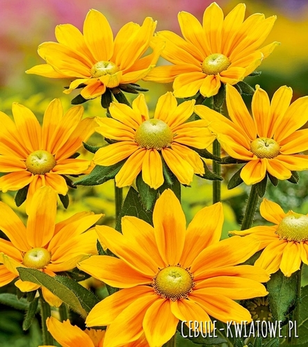 Rudbekia Green Eyes