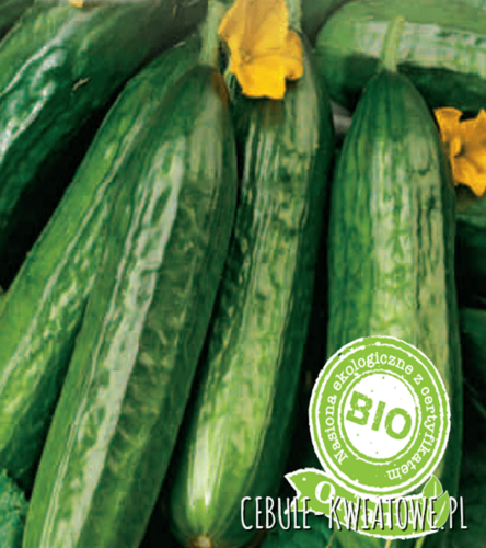 Ogórek Marketmore BIO
