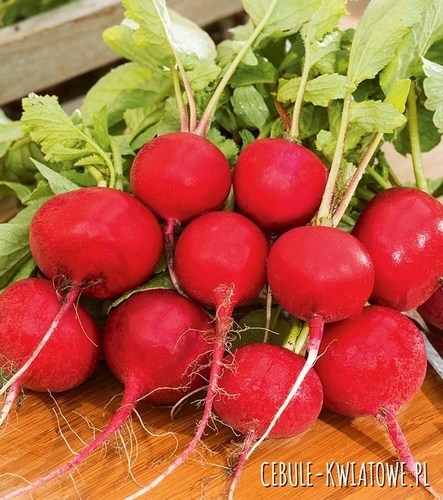 Rzodkiewka Cherry Belle - bardzo smaczna 100g