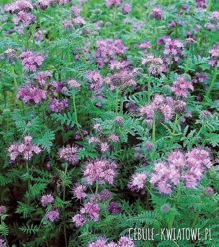 Facelia Błękitna - Nasiona na poplon 50g