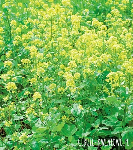 Gorczyca Biała - Nasiona na poplon 1000g