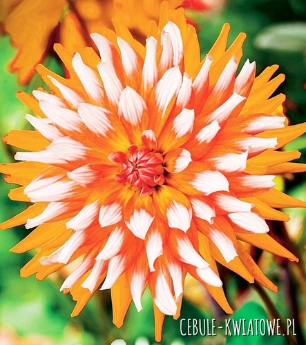 Dalia Dekoracyjna Orange Turmoil 1 szt.