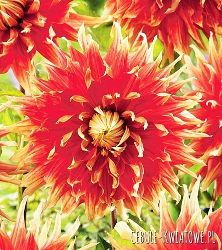 Dalia Dekoracyjna Autumn Sunburst 1 szt.