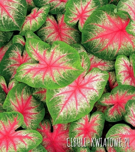Caladium - Kaladium Pink Beauty 1 szt.