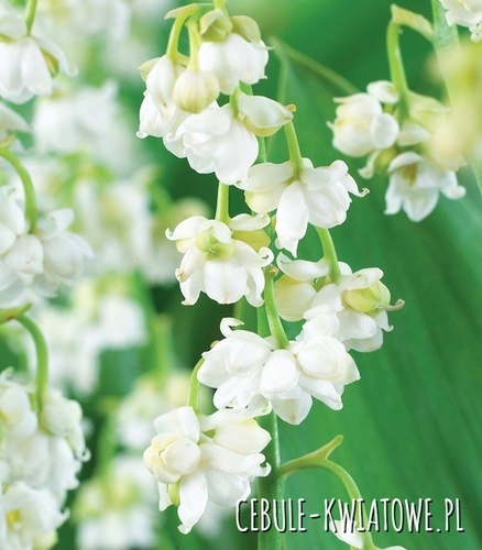 Convallaria Prolificans - Konwalia Majowa Pełna Biała 1 szt.