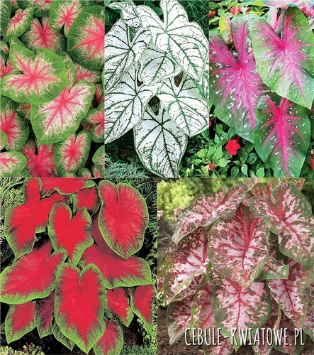 Zestaw Caladium - Kaladium