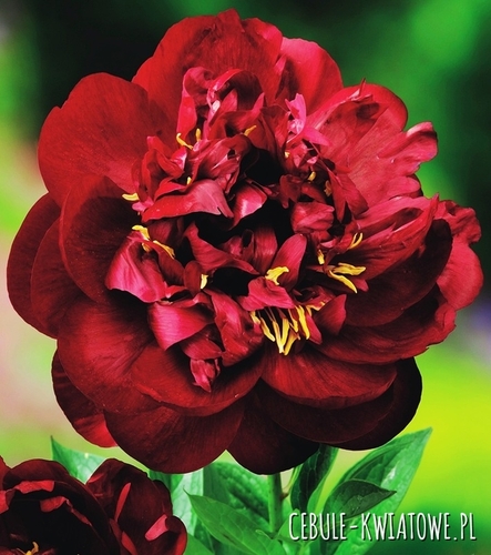 Piwonia Buckeye Belle 1 szt.