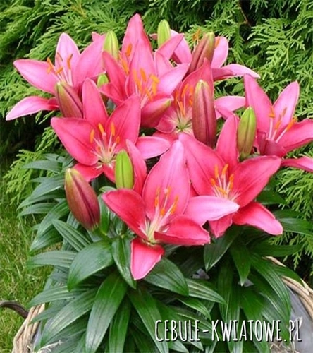 Lilia Orientalna Niska Gentle Romance 1 szt.