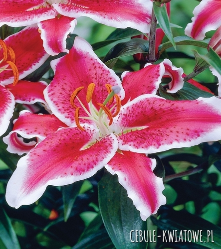 Lilia Orientalna Niska Pink Romance 1 szt.