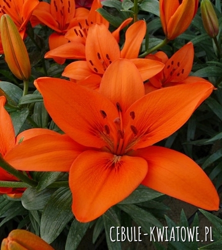 Lilia Azjatycka Orange Summer 1 szt.