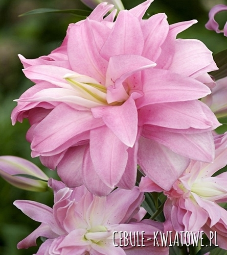 Lilia Orientalna Pełna Lotus Breeze 1 szt.