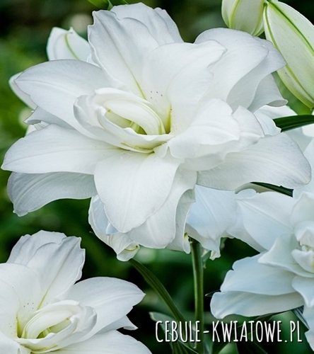 Lilia Orientalna Pełna Lotus Pure 1 szt.