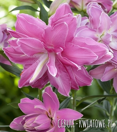 Lilia Orientalna Pełna Lotus Wonder 1 szt.