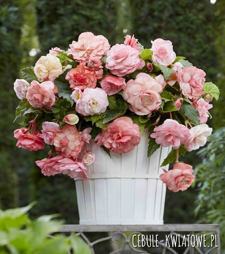 Begonia Splendide Flamenca 1 szt.