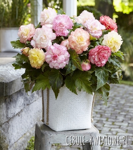 Begonia Pełna Samba Mix 1 szt.