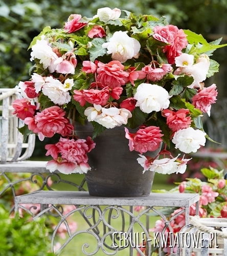 Begonia Pink Delight & Angelique 2 szt.