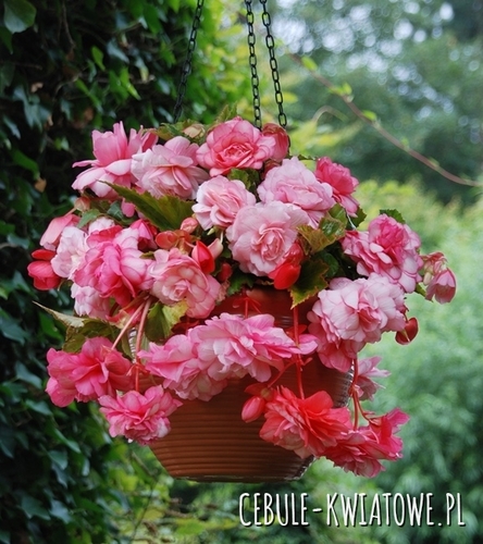 Begonia Splendide Alifra 1 szt.