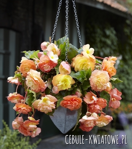 Begonia Splendide Ballerina 1 szt.