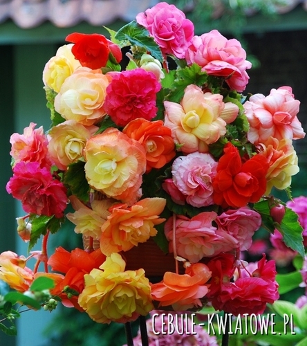 Begonia Splendide Mix 5 szt.