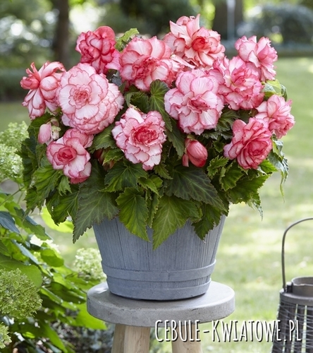 Begonia Dwukolorowa Rosebud 1 szt.
