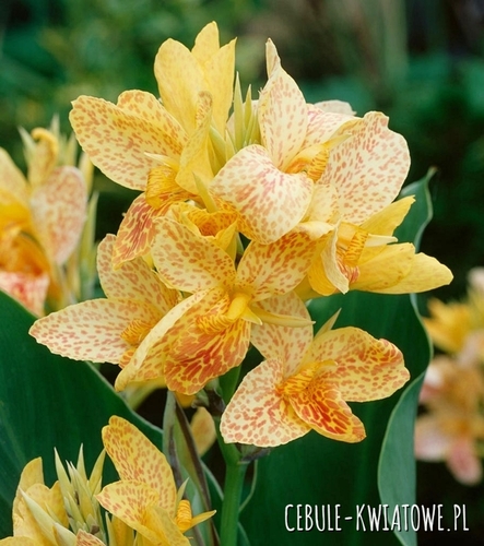 Canna - Kanna Chouchou 1 szt.
