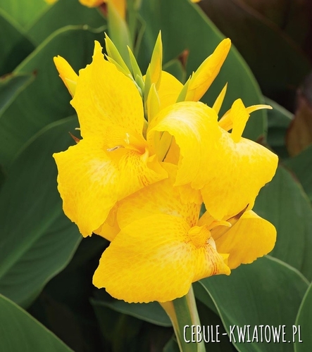 Canna - Kanna Panama 1 szt.