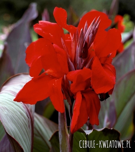 Canna - Kanna Eric Neubert 1 szt.