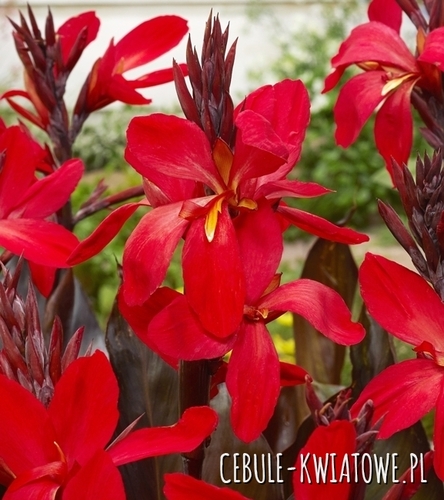 Canna - Kanna Futurity Red 1 szt.