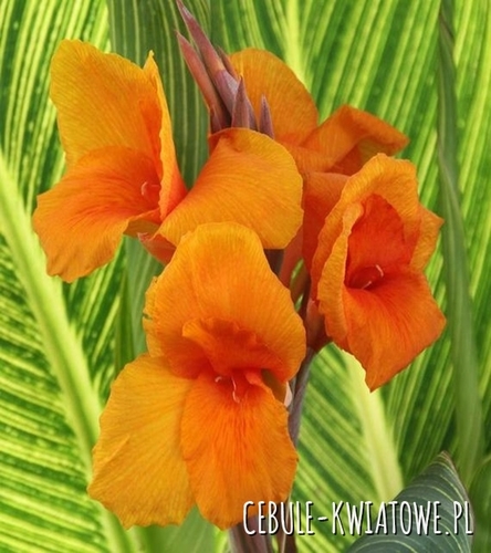 Canna - Kanna Pretoria Variegat 1 szt.
