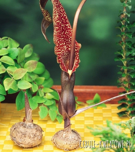 Arum Cornutum Obrazki - Lilia Voodoo 1 szt.