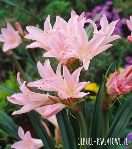 Amarcinum - Amarcrinum Howardii 1 szt.