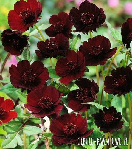 Cosmos Atrosanguineus - Kosmos Czekoladowy 1 szt.