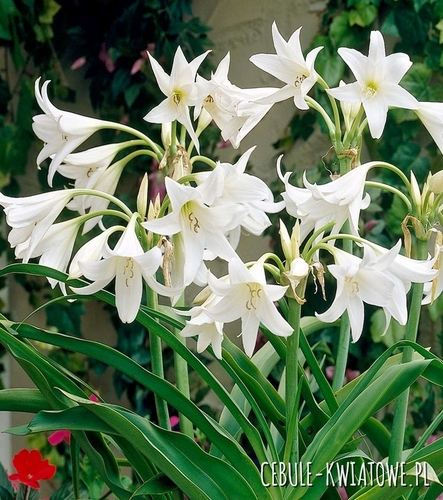 Crinum Album - Krinum Biały - Amarylis Ogrodowy 1 szt.