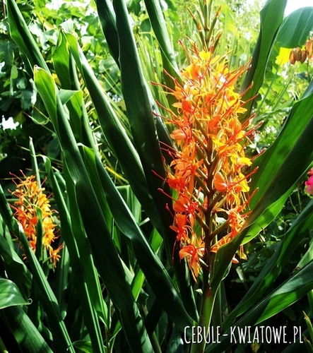 Hedychium Aurantiacum - Wianecznik Pomarańczowy 1 szt.