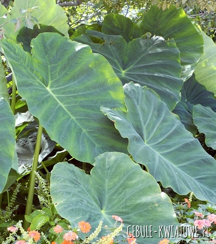 Colocasia Esculenta - Kolokazja Jadalna 1 szt.