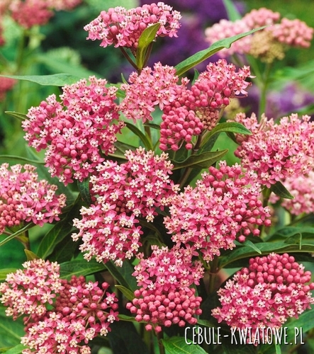 Asclepias - Trojeść Bulwiasta Soulmate 1 szt.