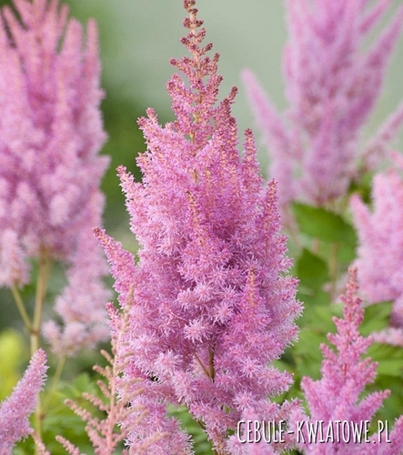 Astible - Tawułka Amethyst 1 szt.