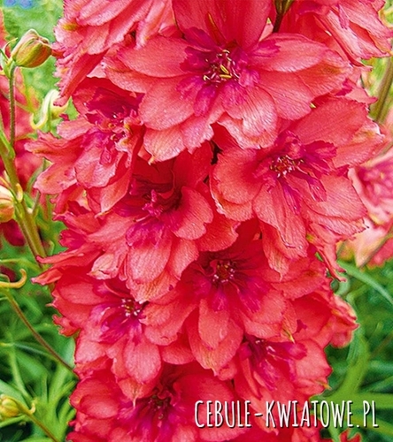Delphinium Red - Ostróżka Czerwona 1 szt.