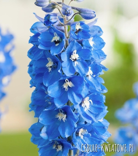 Delphinium Blue - Ostróżka Niebieska 1 szt.