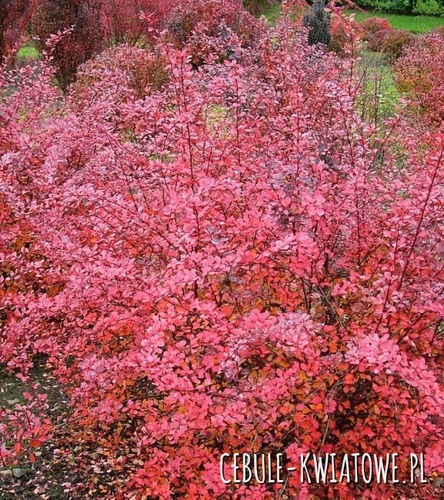 Berberys Atropurpurea 1 szt.