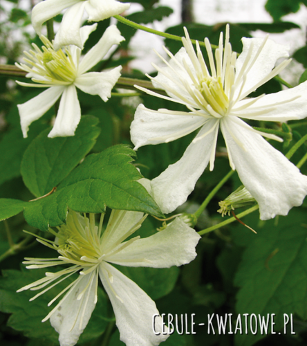 Powojnik Botaniczny - Clematis Paul Farges 1 szt.