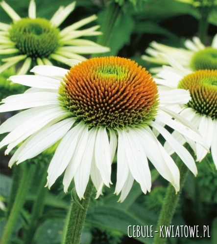 Echinacea-Jeżówka White Swan Doniczka 1 szt.