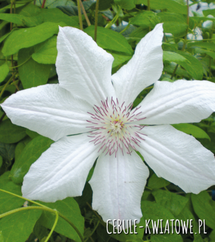 Powojnik Wielkokwiatowy - Clematis Jan Paweł II - doniczka 1 szt.
