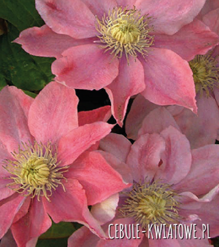 Powojnik Wielkokwiatowy - Clematis Little Mermaid - doniczka 1 szt.